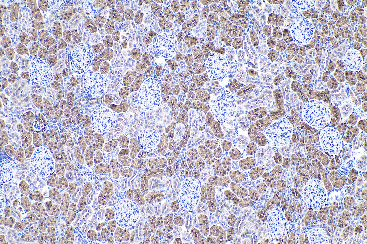 Immunohistochemical analysis of paraffin-embedded rat kidney tissue slide using KHC0520 (GRHPR IHC Kit).