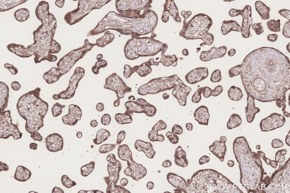 Immunohistochemical analysis of paraffin-embedded human placenta tissue slide using KHC3279 (GRINA IHC Kit).