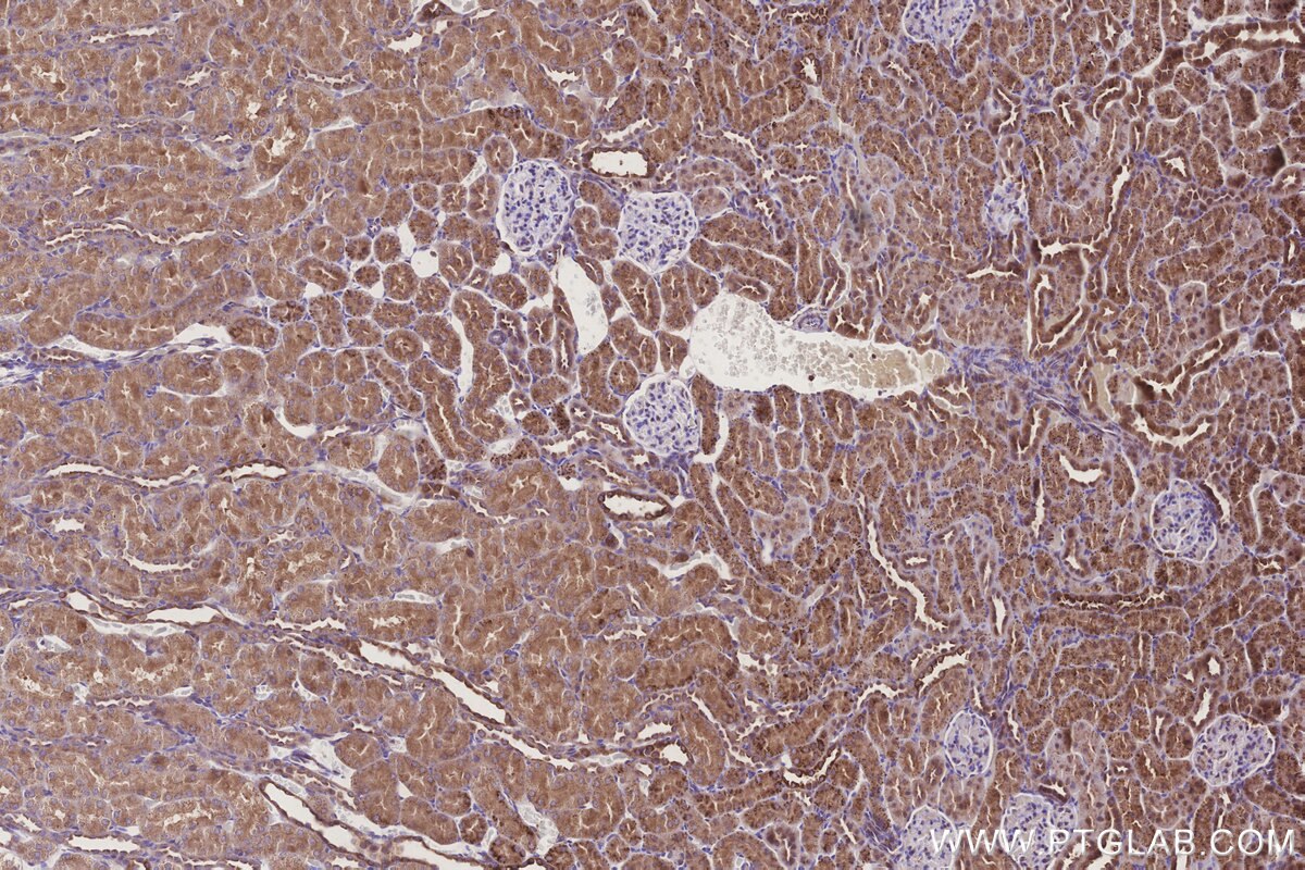 Immunohistochemical analysis of paraffin-embedded rat kidney tissue slide using KHC3279 (GRINA IHC Kit).