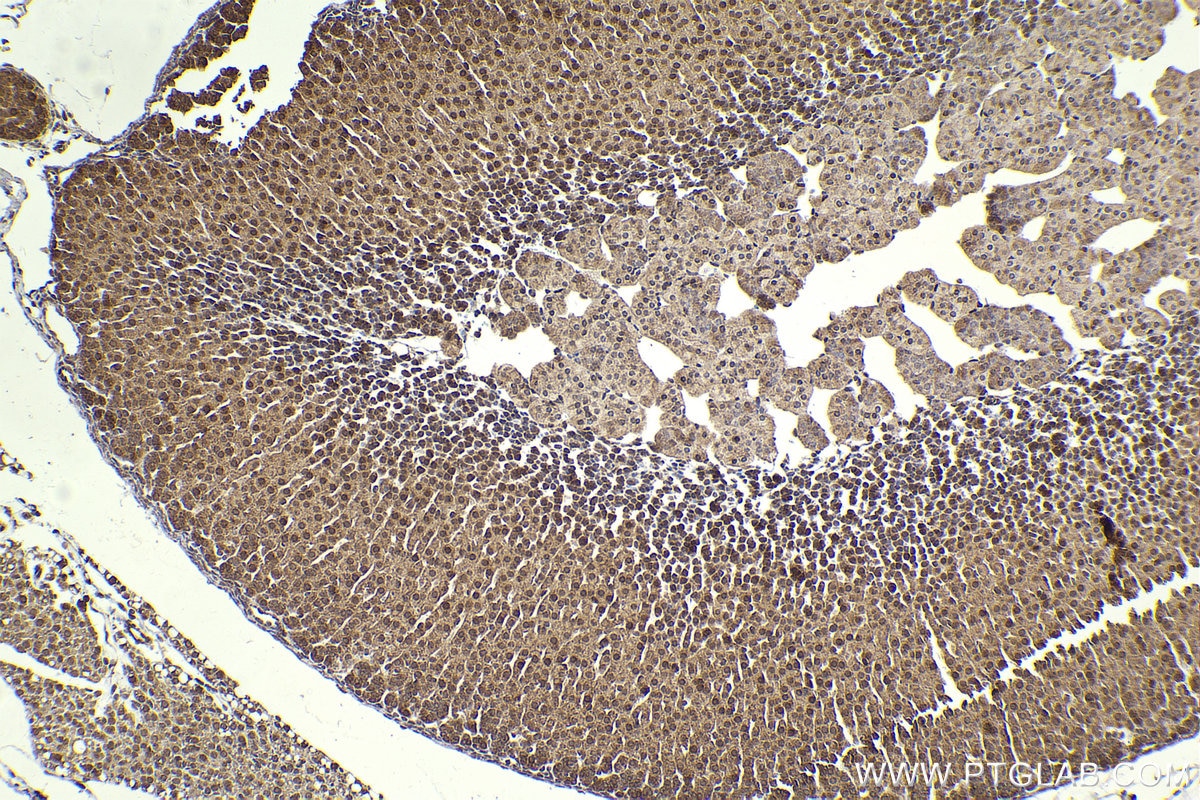 Immunohistochemical analysis of paraffin-embedded mouse adrenal gland tissue slide using KHC2292 (GSK3A IHC Kit).