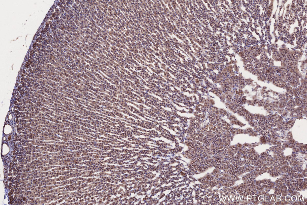 Immunohistochemical analysis of paraffin-embedded rat adrenal gland tissue slide using KHC2660 (GSPT2 IHC Kit).