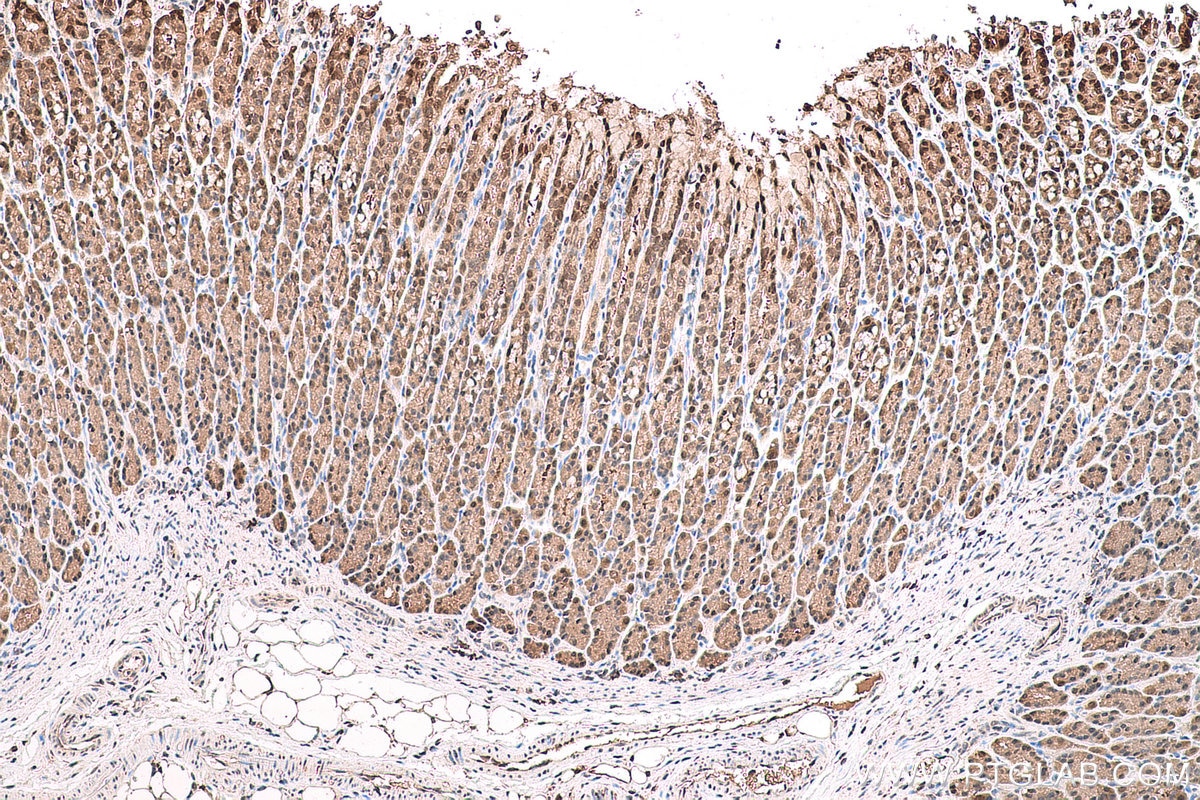 Immunohistochemical analysis of paraffin-embedded rat stomach tissue slide using KHC0781 (GSS IHC Kit).