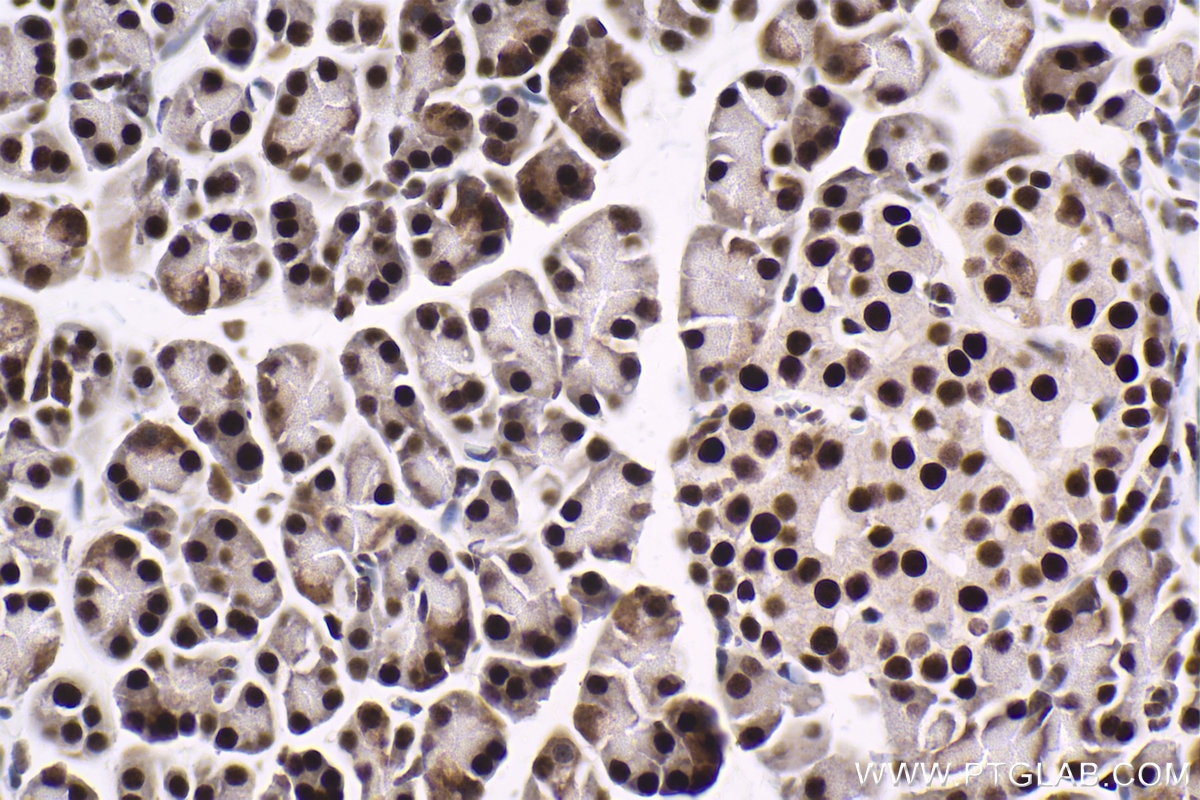 Immunohistochemical analysis of paraffin-embedded rat pancreas tissue slide using KHC1583 (GTF2F1 IHC Kit).