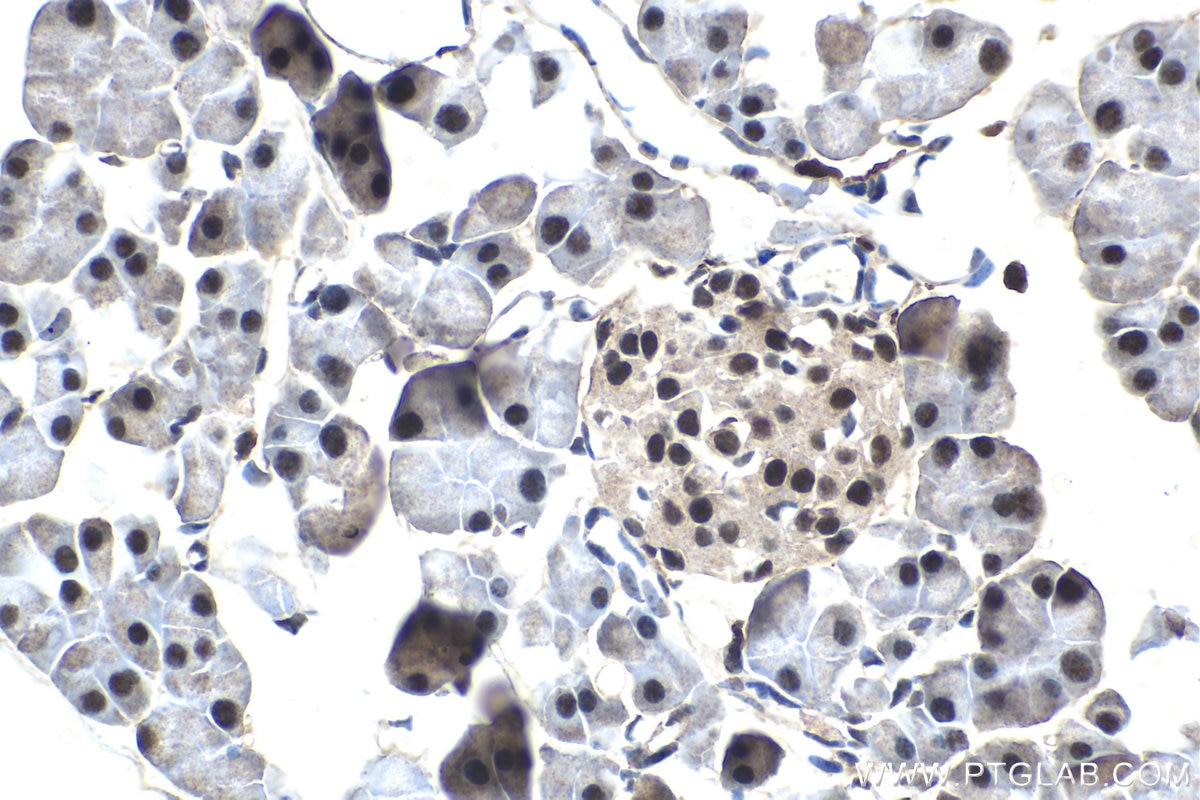 Immunohistochemical analysis of paraffin-embedded mouse pancreas tissue slide using KHC1530 (GTF2F2 IHC Kit).