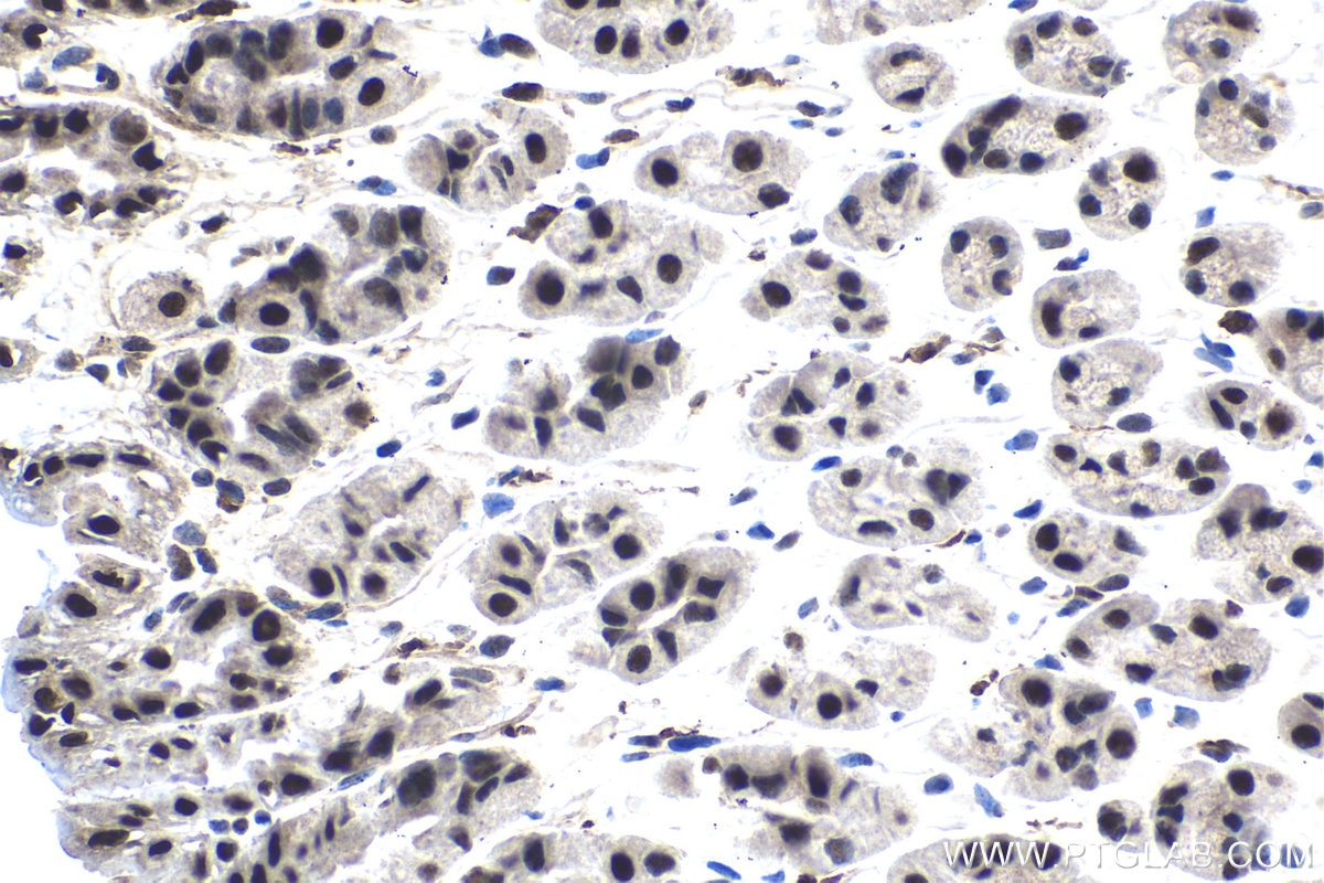 Immunohistochemical analysis of paraffin-embedded mouse stomach tissue slide using KHC1530 (GTF2F2 IHC Kit).