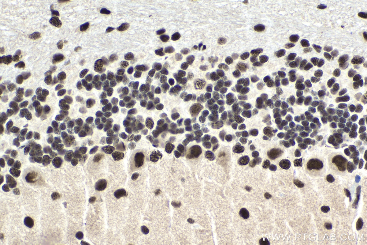 Immunohistochemical analysis of paraffin-embedded mouse cerebellum tissue slide using KHC1653 (GTF2I IHC Kit).