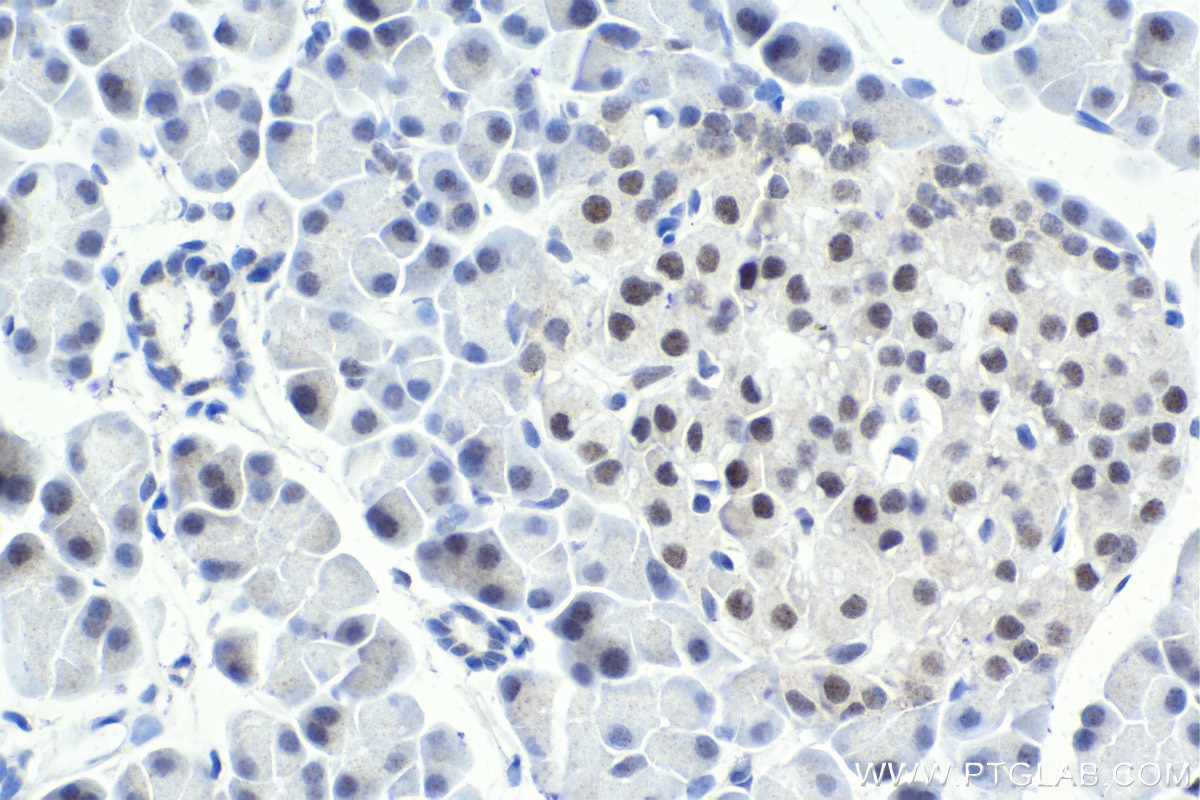 Immunohistochemical analysis of paraffin-embedded rat pancreas tissue slide using KHC1843 (GTF3C2 IHC Kit).