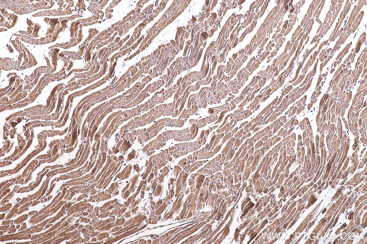 Immunohistochemical analysis of paraffin-embedded mouse heart tissue slide using KHC0904 (GYG1 IHC Kit).