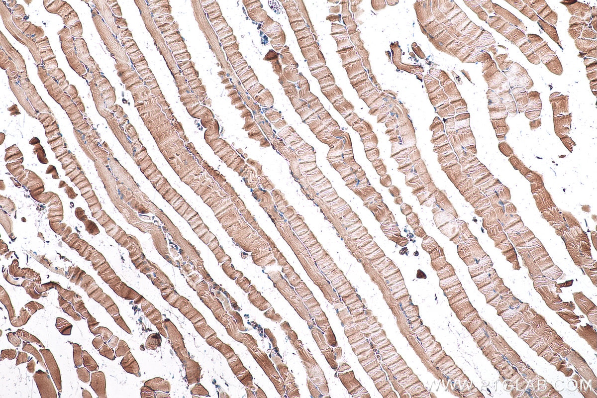Immunohistochemical analysis of paraffin-embedded mouse skeletal muscle tissue slide using KHC0904 (GYG1 IHC Kit).