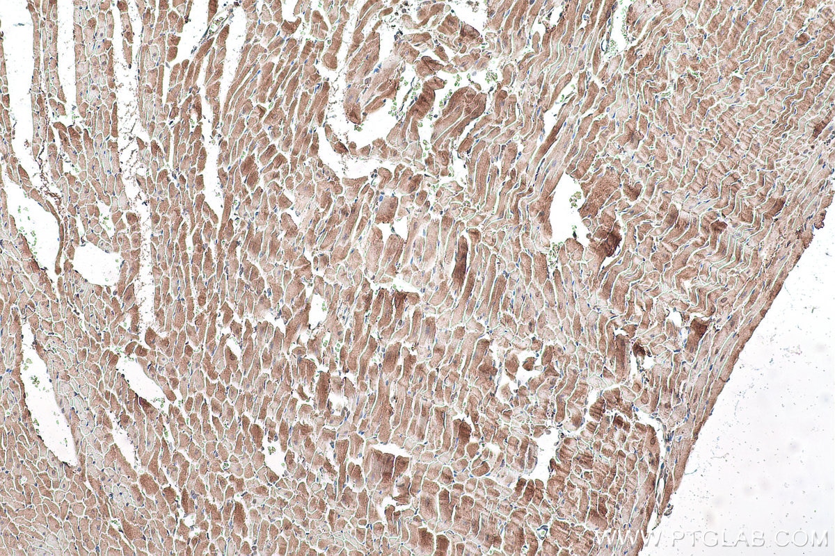 Immunohistochemical analysis of paraffin-embedded rat heart tissue slide using KHC0904 (GYG1 IHC Kit).