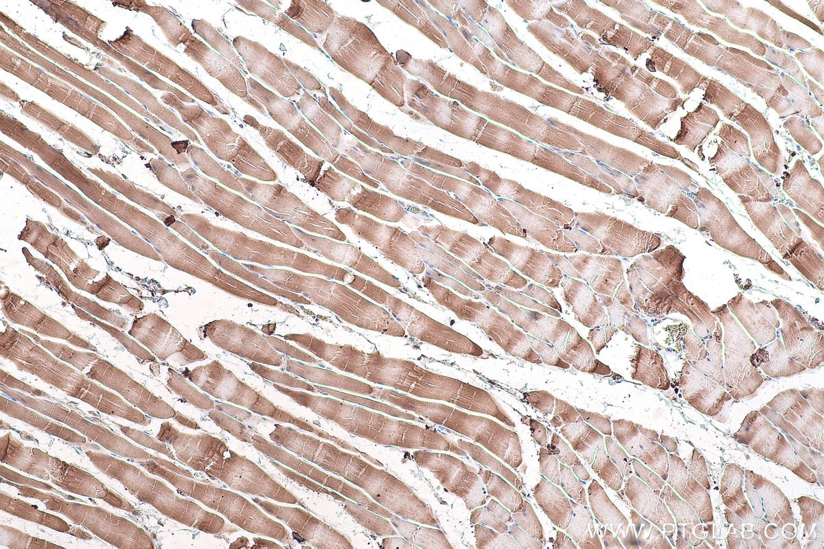 Immunohistochemical analysis of paraffin-embedded rat skeletal muscle tissue slide using KHC0904 (GYG1 IHC Kit).