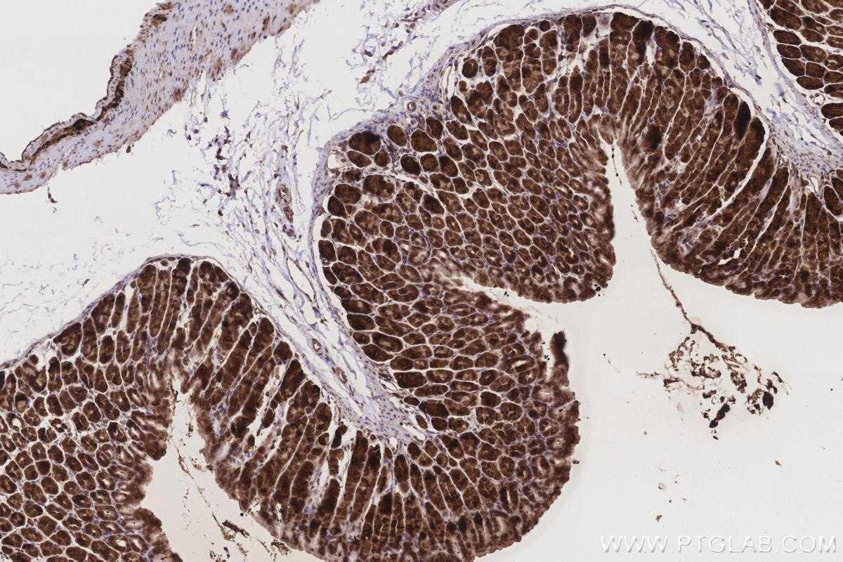 Immunohistochemical analysis of paraffin-embedded mouse stomach tissue slide using KHC3214 (GlnRS IHC Kit).