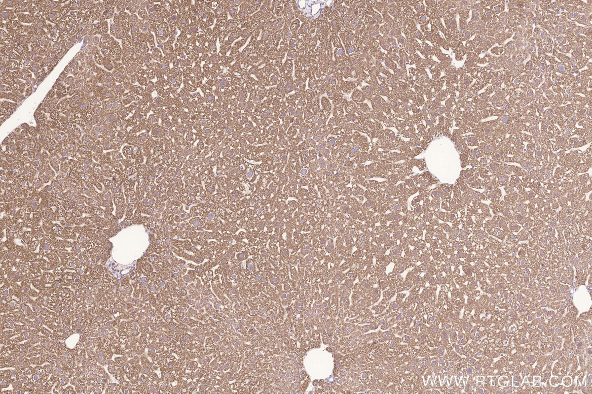 Immunohistochemical analysis of paraffin-embedded mouse liver tissue slide using KHC3282 (Glutaredoxin 5 IHC Kit).