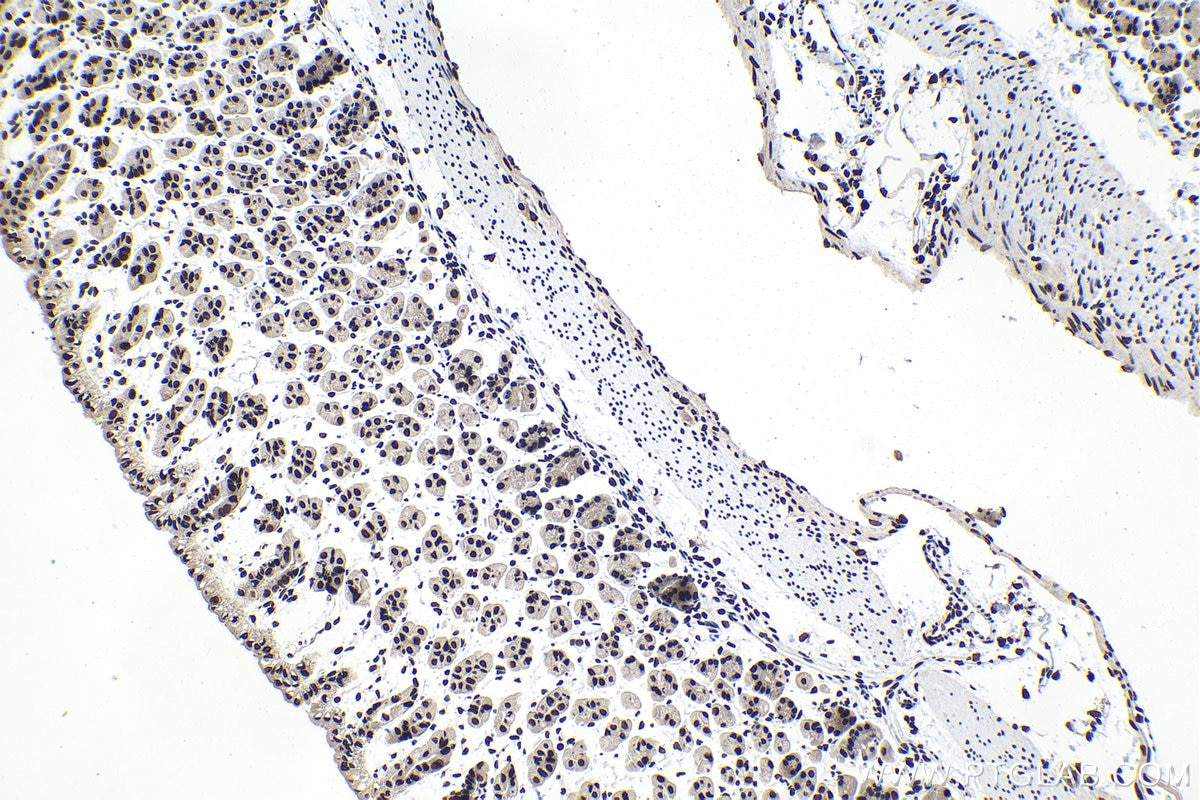 Immunohistochemical analysis of paraffin-embedded mouse stomach tissue slide using KHC1551 (H2AX IHC Kit).