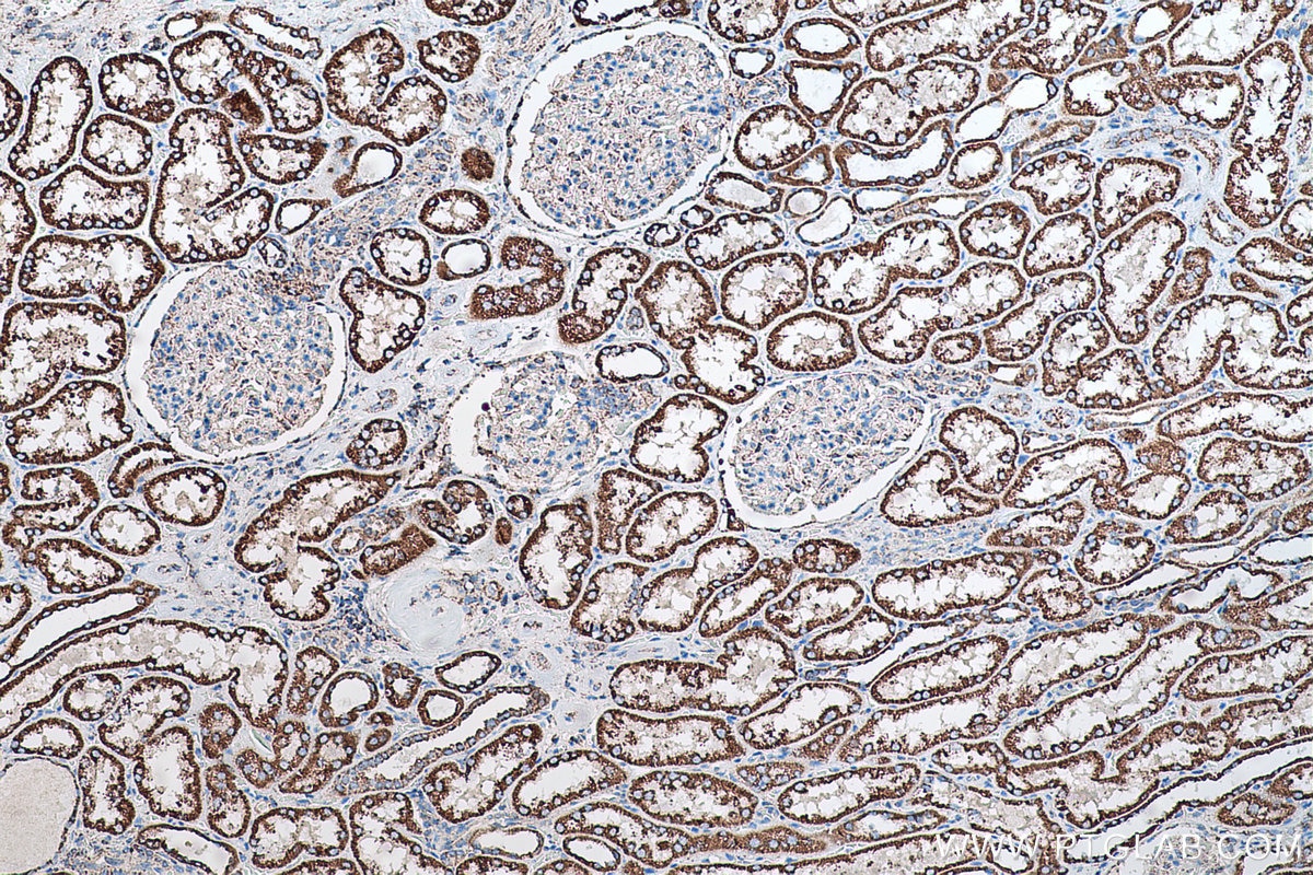 Immunohistochemical analysis of paraffin-embedded human kidney tissue slide using KHC0552 (HADH IHC Kit).