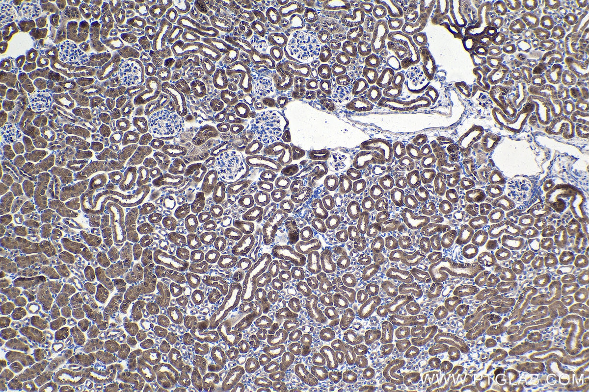 Immunohistochemical analysis of paraffin-embedded mouse kidney tissue slide using KHC1047 (HAGH IHC Kit).