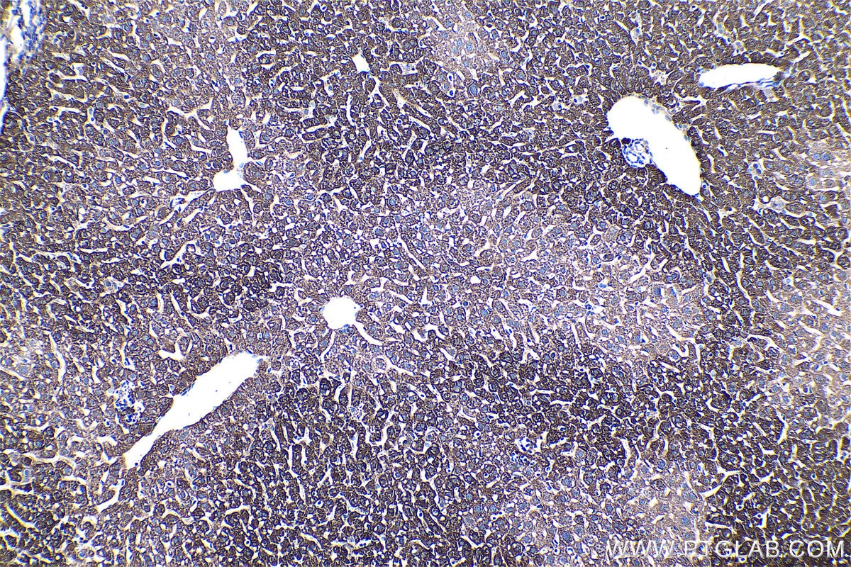 Immunohistochemical analysis of paraffin-embedded mouse liver tissue slide using KHC0487 (HAL IHC Kit).