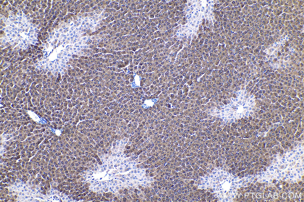 Immunohistochemical analysis of paraffin-embedded rat liver tissue slide using KHC0487 (HAL IHC Kit).