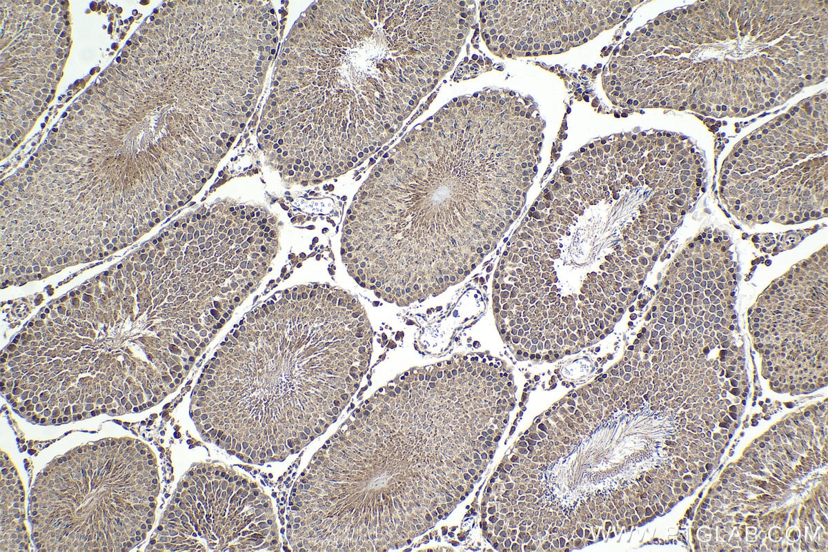 Immunohistochemical analysis of paraffin-embedded rat testis tissue slide using KHC1627 (HAP1 IHC Kit).