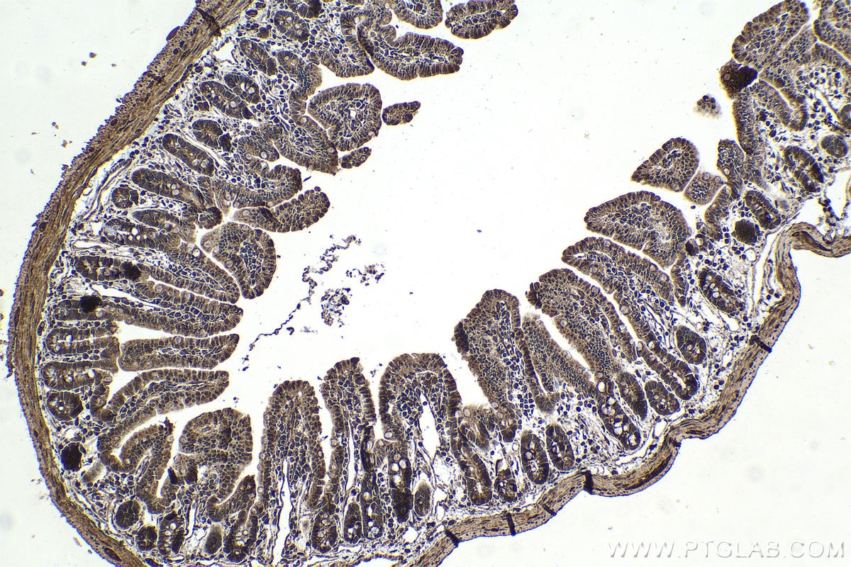 Immunohistochemical analysis of paraffin-embedded mouse small intestine tissue slide using KHC1627 (HAP1 IHC Kit).