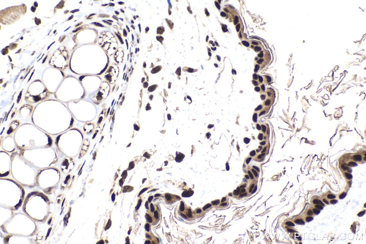 Immunohistochemical analysis of paraffin-embedded mouse skin tissue slide using KHC1619 (HCFC1 IHC Kit).