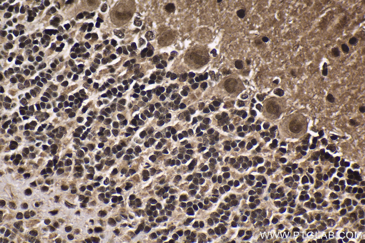 Immunohistochemical analysis of paraffin-embedded rat cerebellum tissue slide using KHC1619 (HCFC1 IHC Kit).