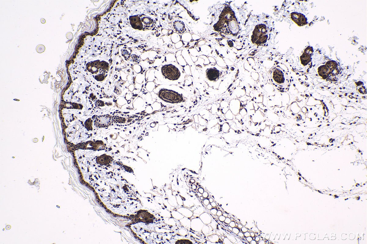 Immunohistochemical analysis of paraffin-embedded rat skin tissue slide using KHC1619 (HCFC1 IHC Kit).