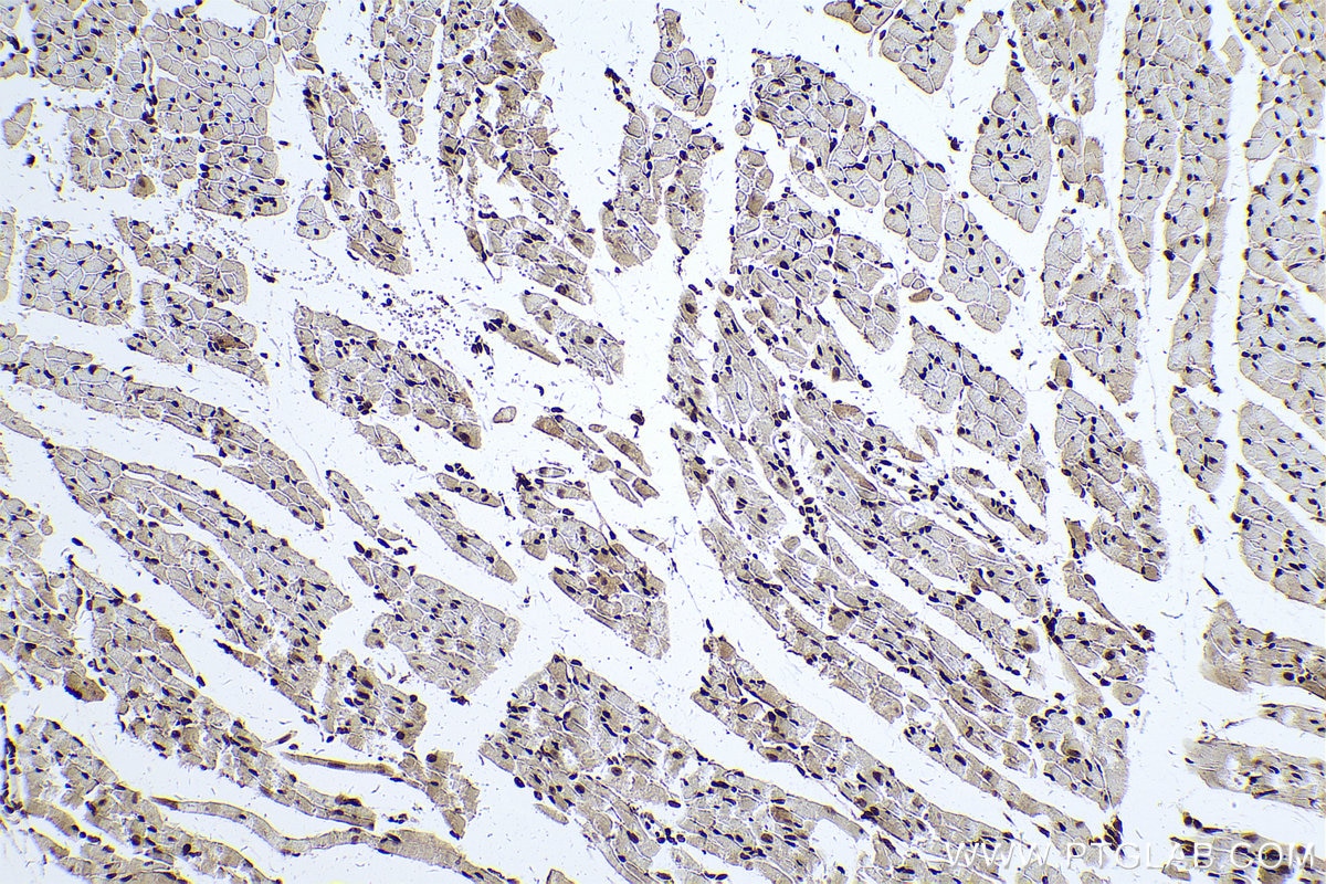 Immunohistochemical analysis of paraffin-embedded mouse heart tissue slide using KHC0613 (HDAC1 IHC Kit).