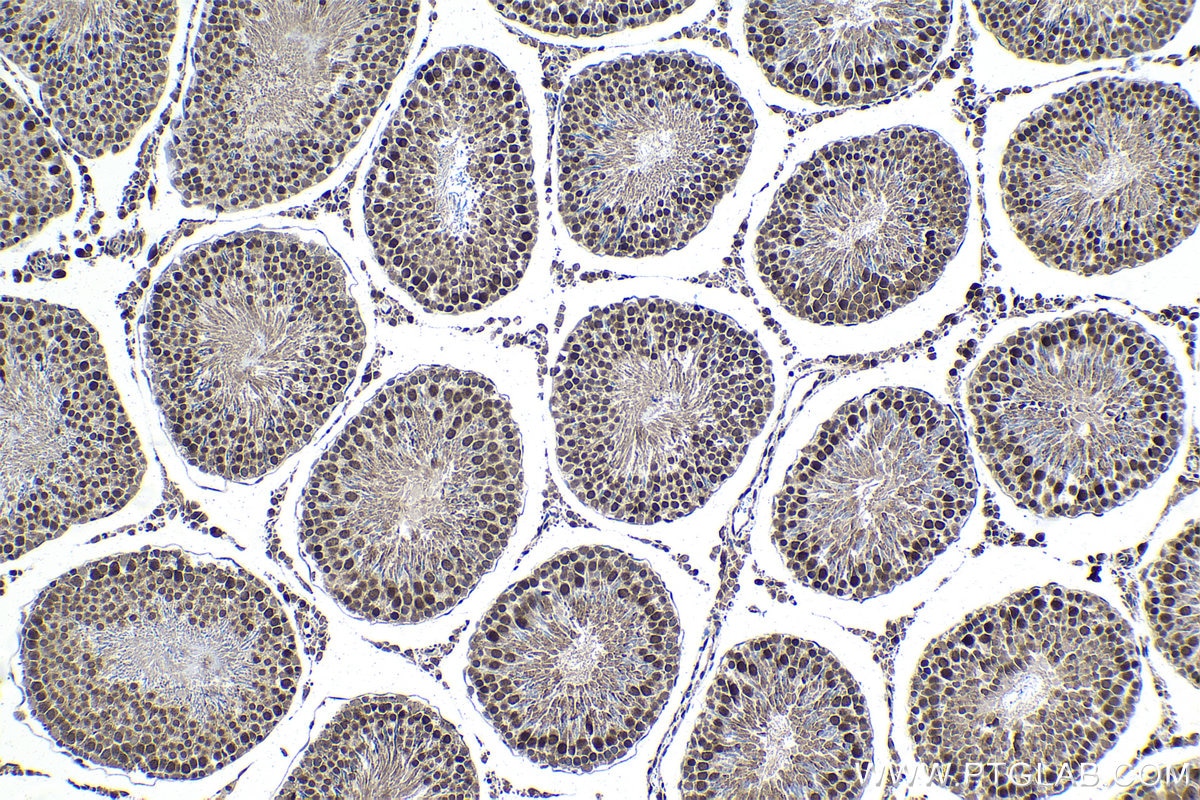 Immunohistochemical analysis of paraffin-embedded rat testis tissue slide using KHC1402 (HDGFL2 IHC Kit).