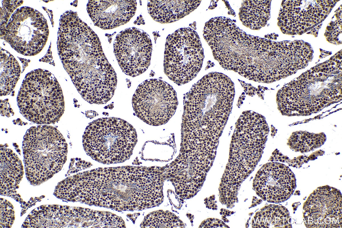 Immunohistochemical analysis of paraffin-embedded mouse testis tissue slide using KHC1402 (HDGFL2 IHC Kit).