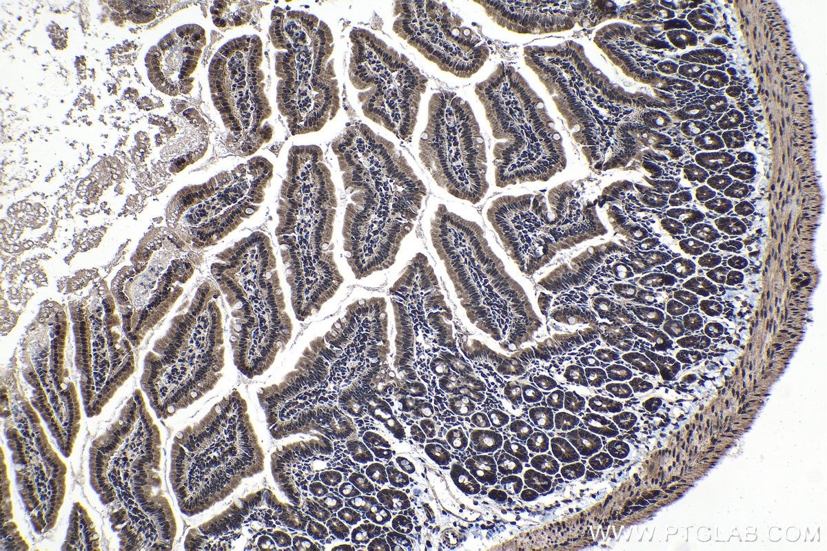 Immunohistochemical analysis of paraffin-embedded mouse small intestine tissue slide using KHC1402 (HDGFL2 IHC Kit).