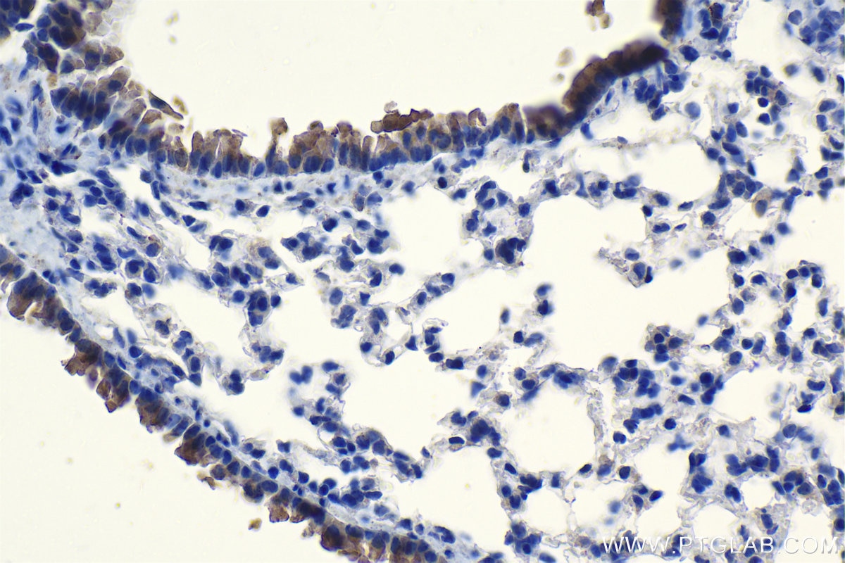 Immunohistochemical analysis of paraffin-embedded mouse lung tissue slide using KHC1165 (HE4 IHC Kit).