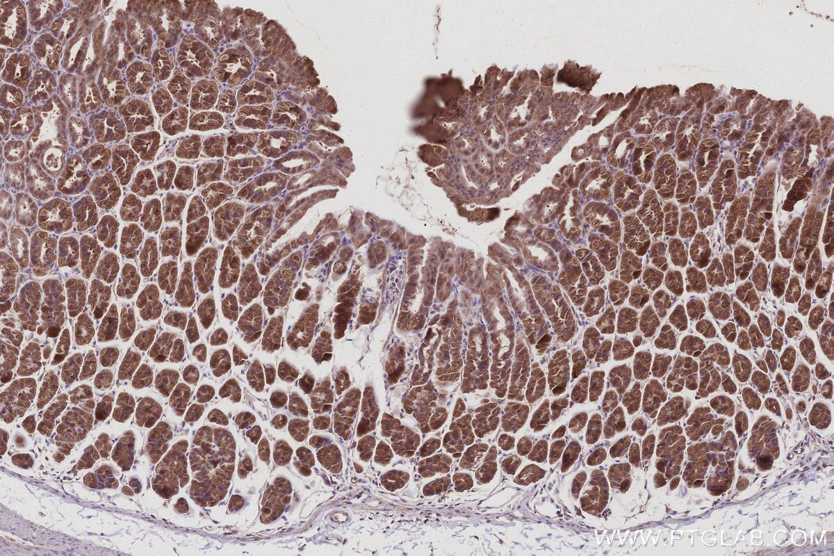 Immunohistochemical analysis of paraffin-embedded mouse stomach tissue slide using KHC2992 (HEATR5B IHC Kit).