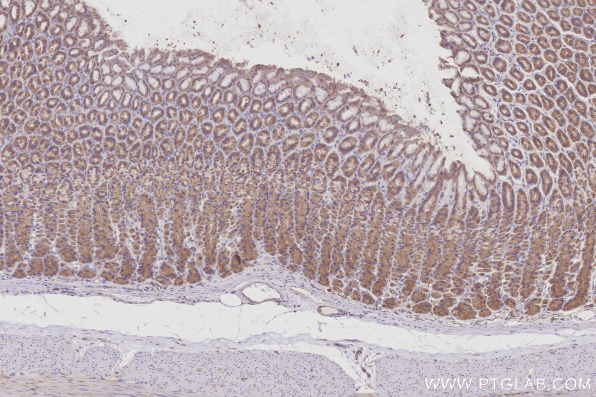 Immunohistochemical analysis of paraffin-embedded rat stomach tissue slide using KHC2992 (HEATR5B IHC Kit).