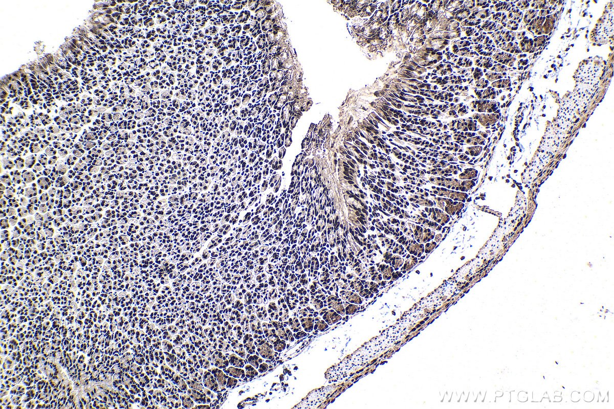 Immunohistochemical analysis of paraffin-embedded mouse stomach tissue slide using KHC1489 (HEXIM1 IHC Kit).