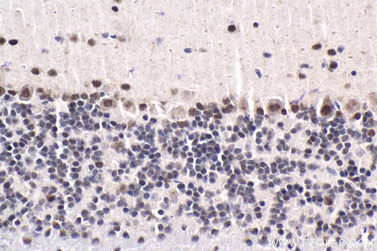 Immunohistochemical analysis of paraffin-embedded mouse cerebellum tissue slide using KHC1879 (HEXIM2 IHC Kit).