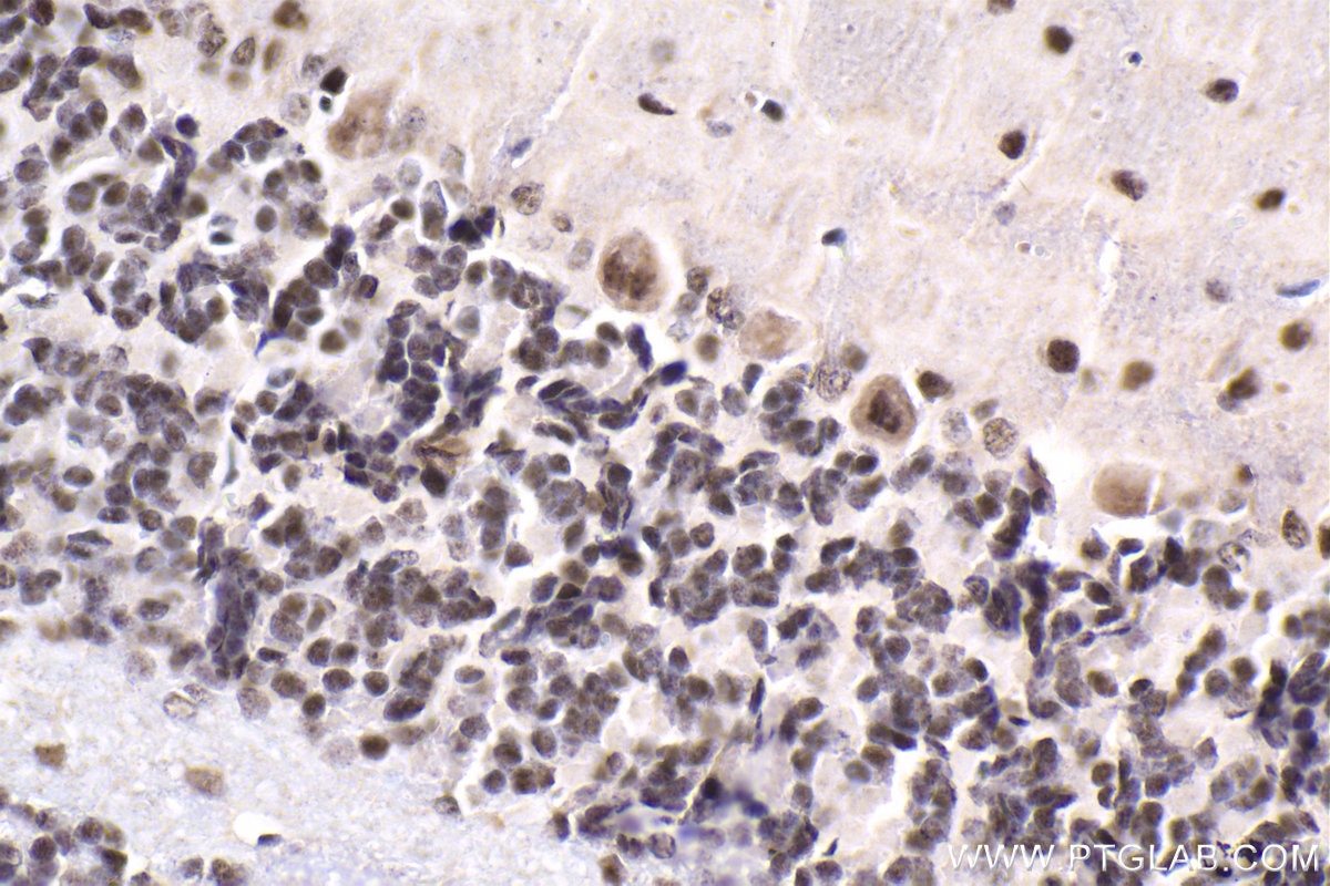 Immunohistochemical analysis of paraffin-embedded rat cerebellum tissue slide using KHC1879 (HEXIM2 IHC Kit).