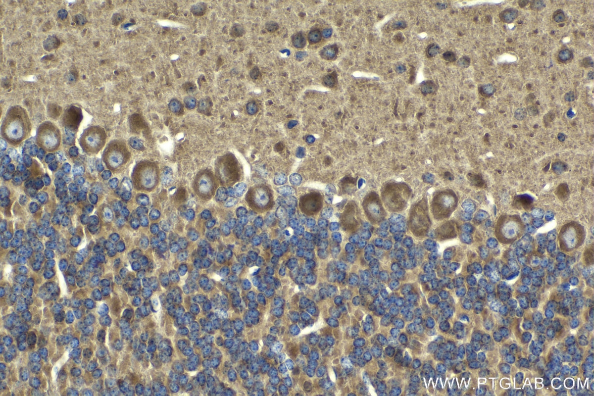 Immunohistochemical analysis of paraffin-embedded mouse cerebellum tissue slide using KHC2063 (HGS IHC Kit).