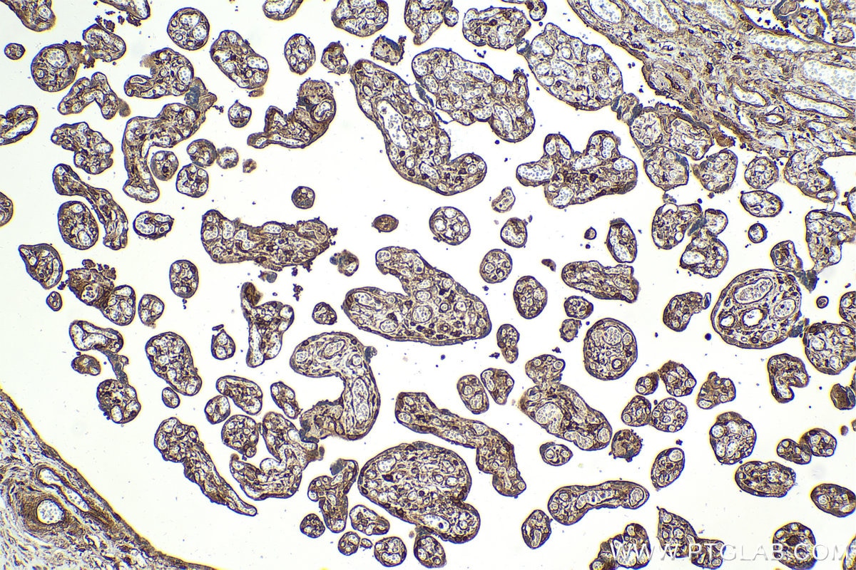 Immunohistochemical analysis of paraffin-embedded human placenta tissue slide using KHC2063 (HGS IHC Kit).