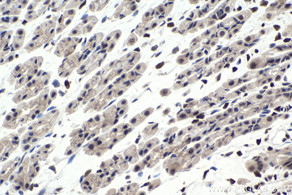 Immunohistochemical analysis of paraffin-embedded rat stomach tissue slide using KHC1732 (HIC1 IHC Kit).