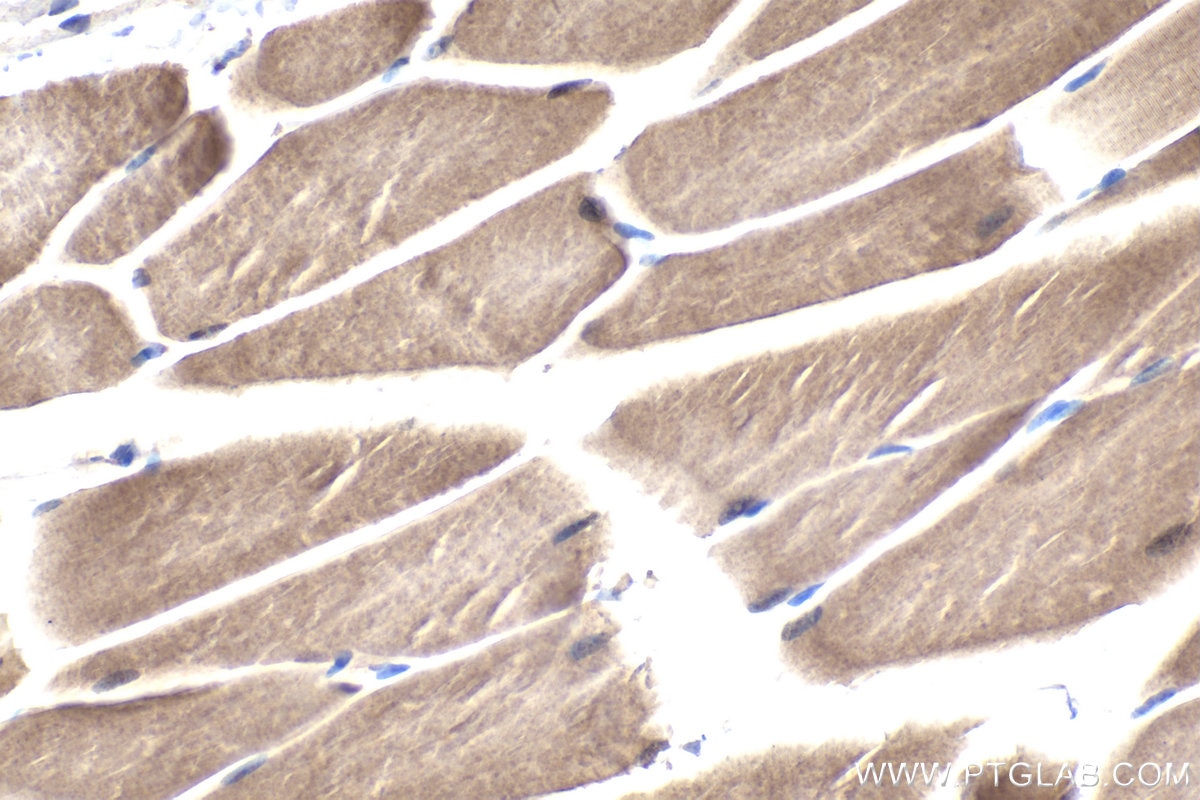 Immunohistochemical analysis of paraffin-embedded mouse skeletal muscle tissue slide using KHC1968 (HIF1AN IHC Kit).