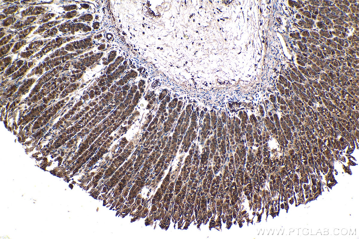Immunohistochemical analysis of paraffin-embedded rat stomach tissue slide using KHC1420 (HIP1 IHC Kit).