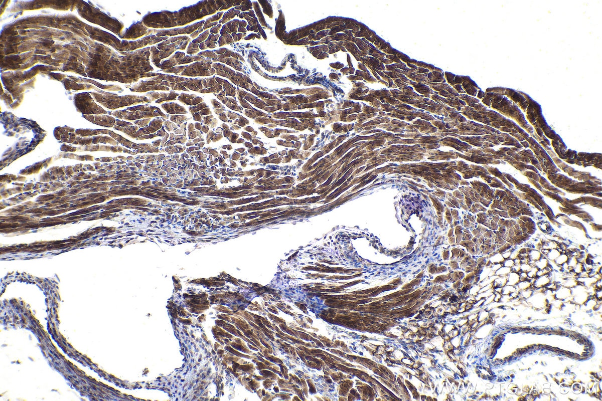 Immunohistochemical analysis of paraffin-embedded mouse heart tissue slide using KHC1929 (HIPK2 IHC Kit).