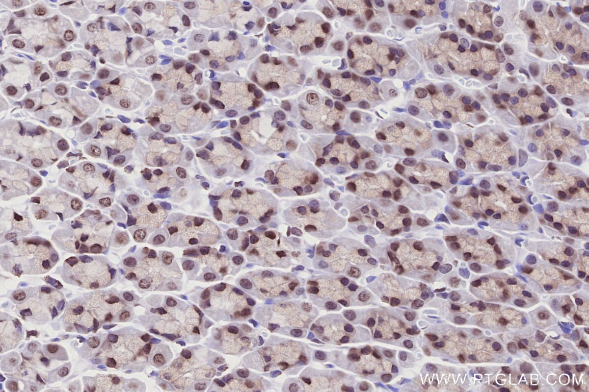Immunohistochemical analysis of paraffin-embedded rat stomach tissue slide using KHC2771 (HIST1H2AC IHC Kit).