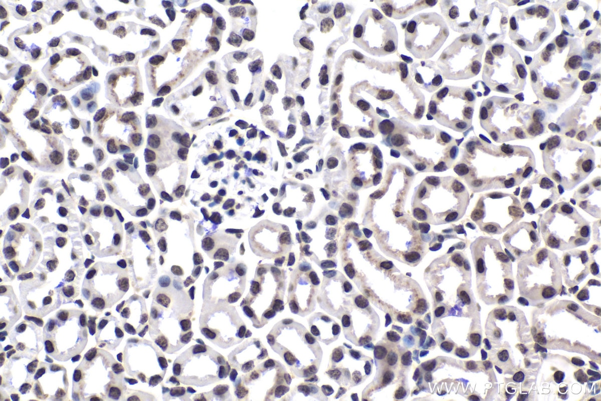Immunohistochemical analysis of paraffin-embedded mouse kidney tissue slide using KHC1675 (HIST1H3A IHC Kit).