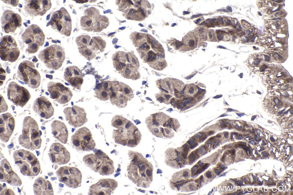 Immunohistochemical analysis of paraffin-embedded mouse stomach tissue slide using KHC1535 (HIVEP1 IHC Kit).