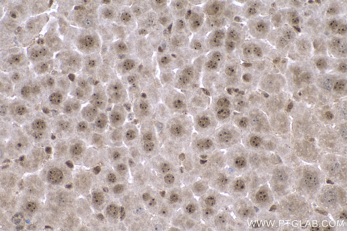 Immunohistochemical analysis of paraffin-embedded mouse liver tissue slide using KHC0736 (HMGB1 IHC Kit).