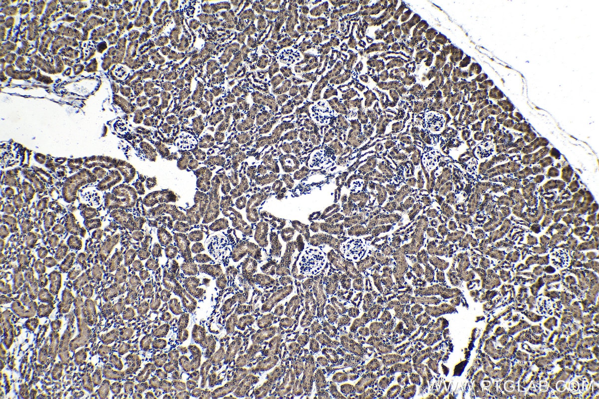 Immunohistochemical analysis of paraffin-embedded mouse kidney tissue slide using KHC1410 (HMGN1 IHC Kit).