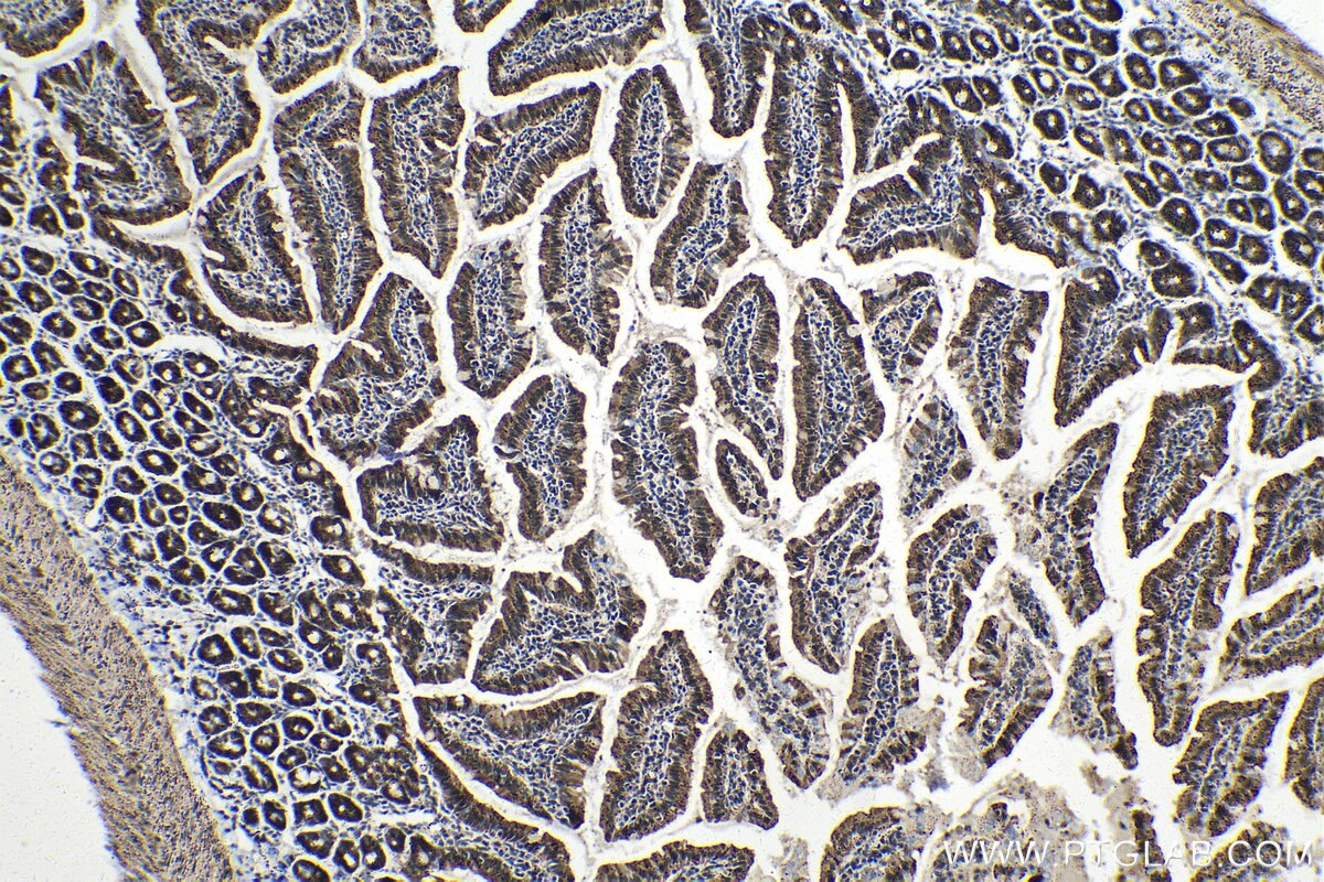 Immunohistochemical analysis of paraffin-embedded mouse small intestine tissue slide using KHC1410 (HMGN1 IHC Kit).