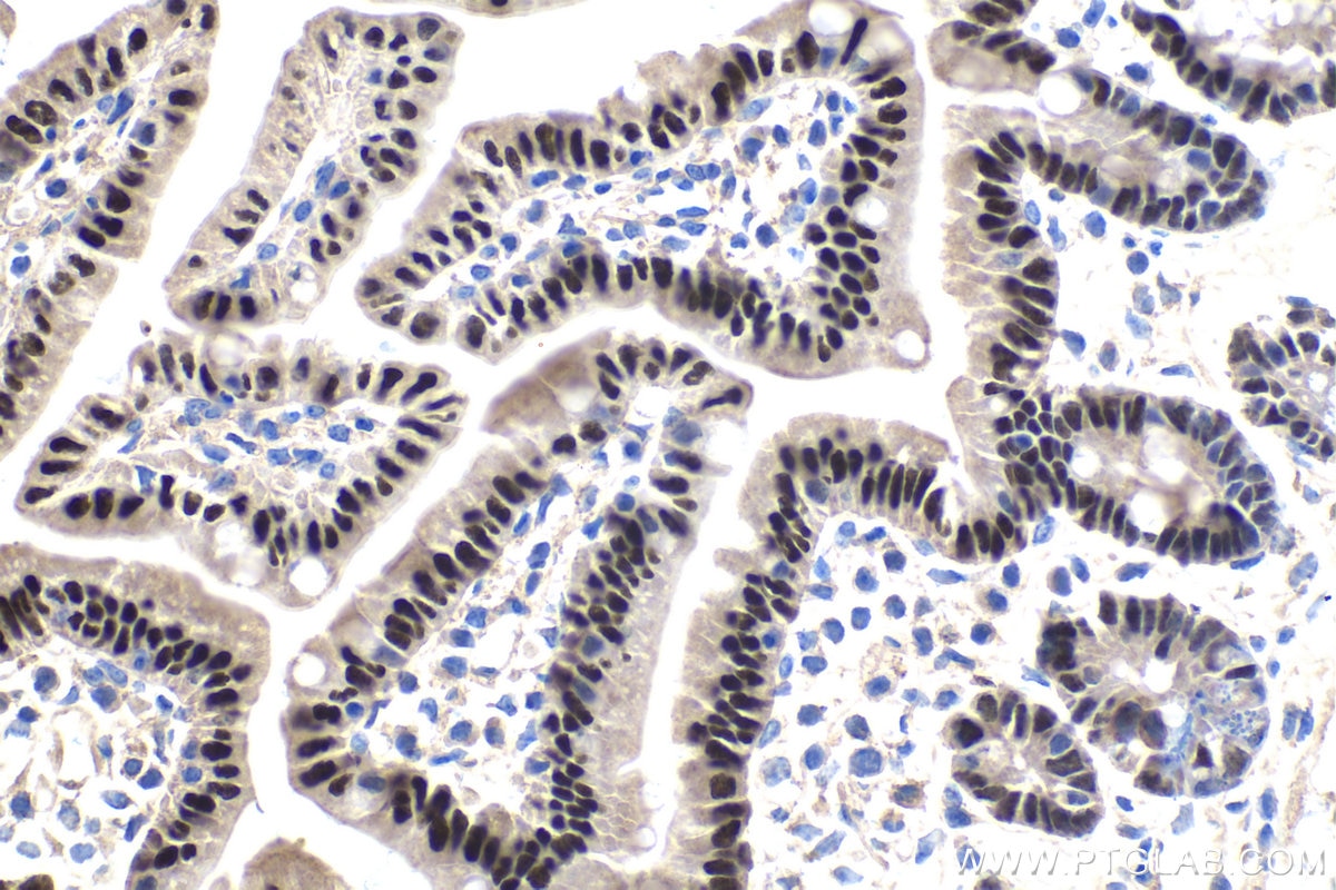 Immunohistochemical analysis of paraffin-embedded mouse small intestine tissue slide using KHC1733 (HNF4G IHC Kit).